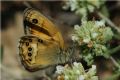 Coenonympha dorus